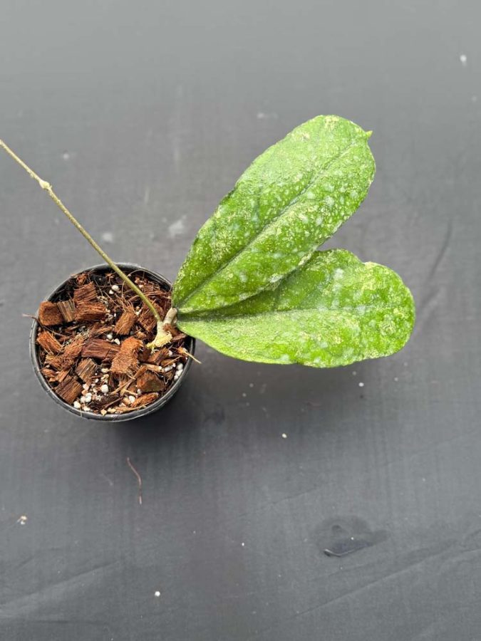 Hoya sp. Bahoi (splash) (4" pot) - Image 4