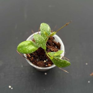 Hoya sp. ETS 10 (splash) (3" pot)