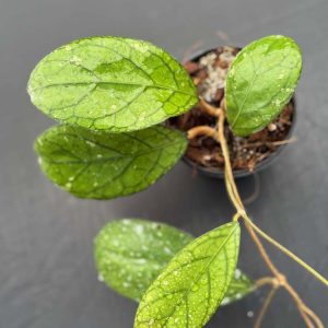 Hoya sp. (from Tanggamus) (4" pot) more round/oval leaf/dark veins