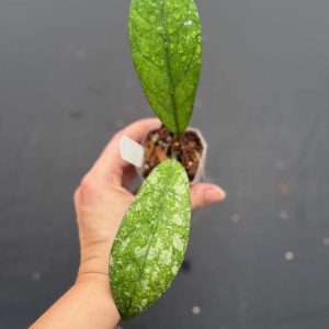 Hoya 'Blessing' (2" pot)