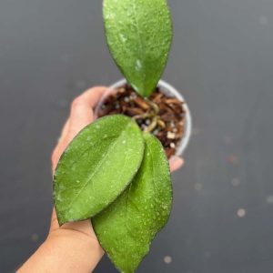 Hoya 'Manow' (3.5" pot)