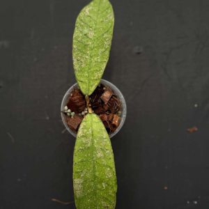 Hoya callistophylla AH 'Blue Stone' (3" pot)