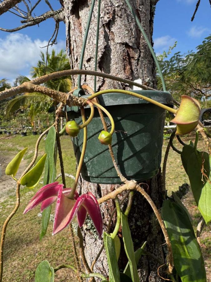 Hoya stenaokei (2.5″ pot) – Gardino Nursery