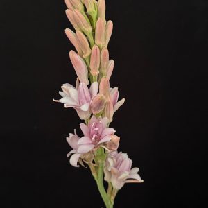 Polyanthes tuberosa 'Pink'- Pink Tuberose