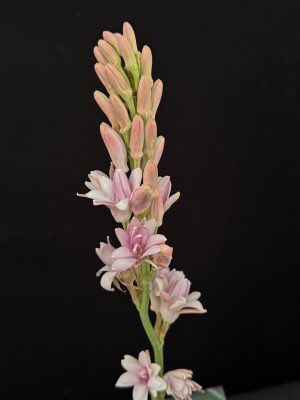 Polyanthes tuberosa 'Pink'- Pink Tuberose
