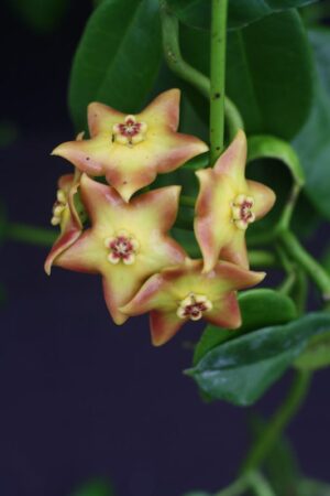 Hoya 'Ruthie' (2.5" pot) - Image 10