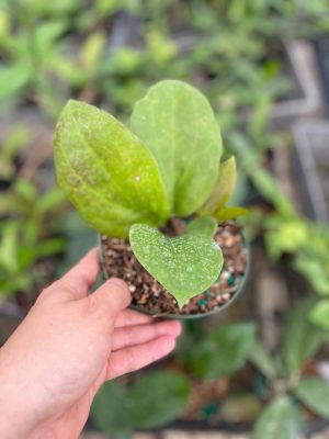 Hoya surigaoensis IML 1693 EPC-897 (5″ pot) - Image 2
