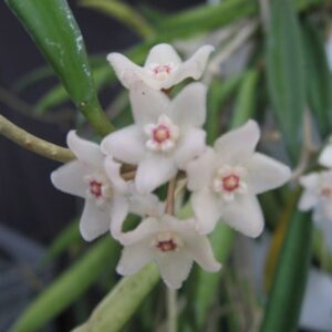 Hoya patcharawalai 023 (aka icensis) (SPLASH) (3.5″ pot) – Gardino