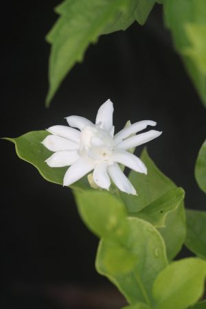 Jasminum sambac ‘Belle of India’ - Arabian Jasmine (4" pot) - Image 2