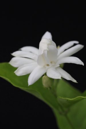 Jasminum sambac ‘Belle of India’ - Arabian Jasmine (4" pot) - Image 4