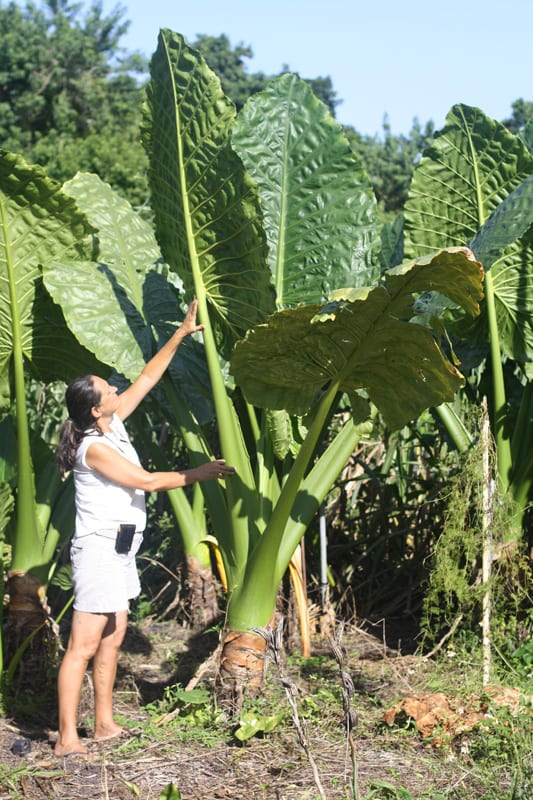 Alocasia Macrorrhiza ‘borneo Giant Elephant Ears 4″ Pot Gardino Nursery 4443