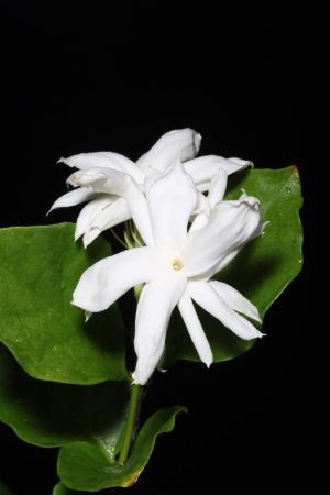 Jasminum sambac ‘Belle of India’ - Arabian Jasmine (4" pot) - Image 3