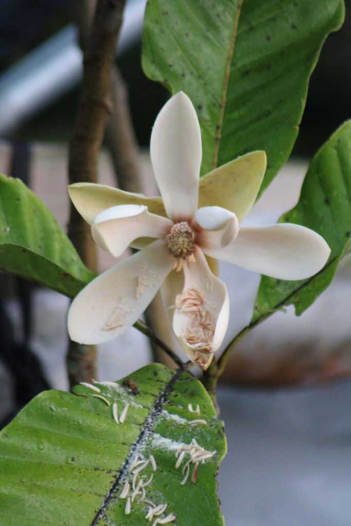 Talauma hodgsonii Hodgson Magnolia (check back in summer) Gardino