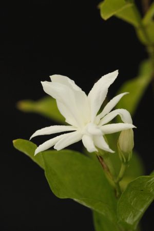 Jasminum sambac ‘Belle of India’ - Arabian Jasmine (4" pot)