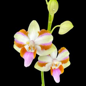 Phalaenopsis pulcherrima (4N) Wilson (3" pot)