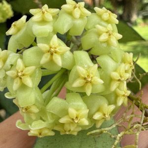 Hoya ‘Lime Sherbet' (2.5" pot)