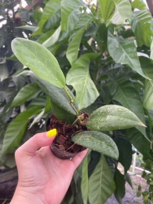 Hoya sp. UT-029 (2.5" pot) - Image 3