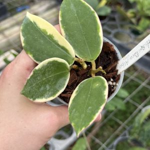 Hoya para albo (3" pot)
