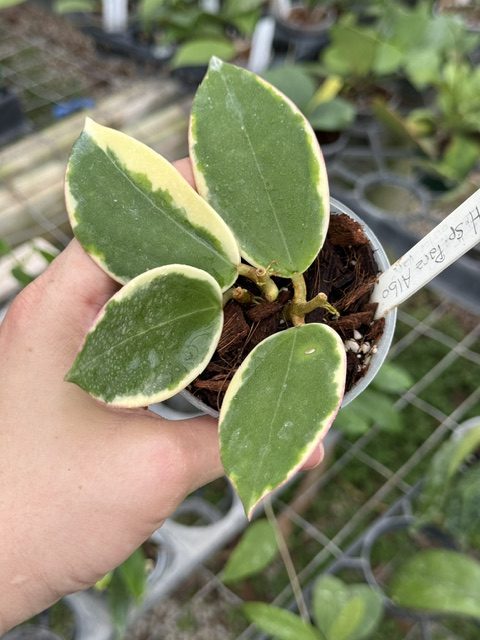 Hoya para albo (3" pot)
