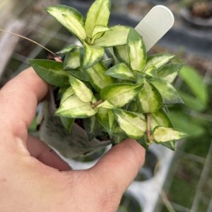Hoya lacunosa 'Bruno' (2" pot)