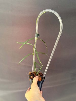 Hoya stenophylla (3" pot)
