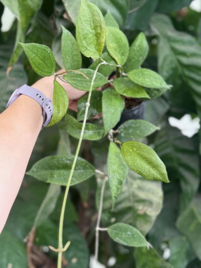 Hoya 'Tequila Sunrise' MB-1280-H (4″ pot) – Gardino Nursery