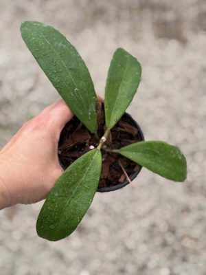 Hoya bhutanica (4" pot) (dollar add-on) (ONE add-on PER PERSON, extras WILL be removed from order) - Image 2