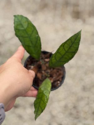 Hoya finlaysonii 'Rippled Leaf' (4" pot) (dollar add-on) (ONE add-on PER PERSON, extras WILL be removed from order) - Image 2