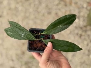 Hoya wallichii subsp. tenebrosa (2.5" pot) (dollar add-on) (ONE add-on PER PERSON, extras WILL be removed from order) - Image 2