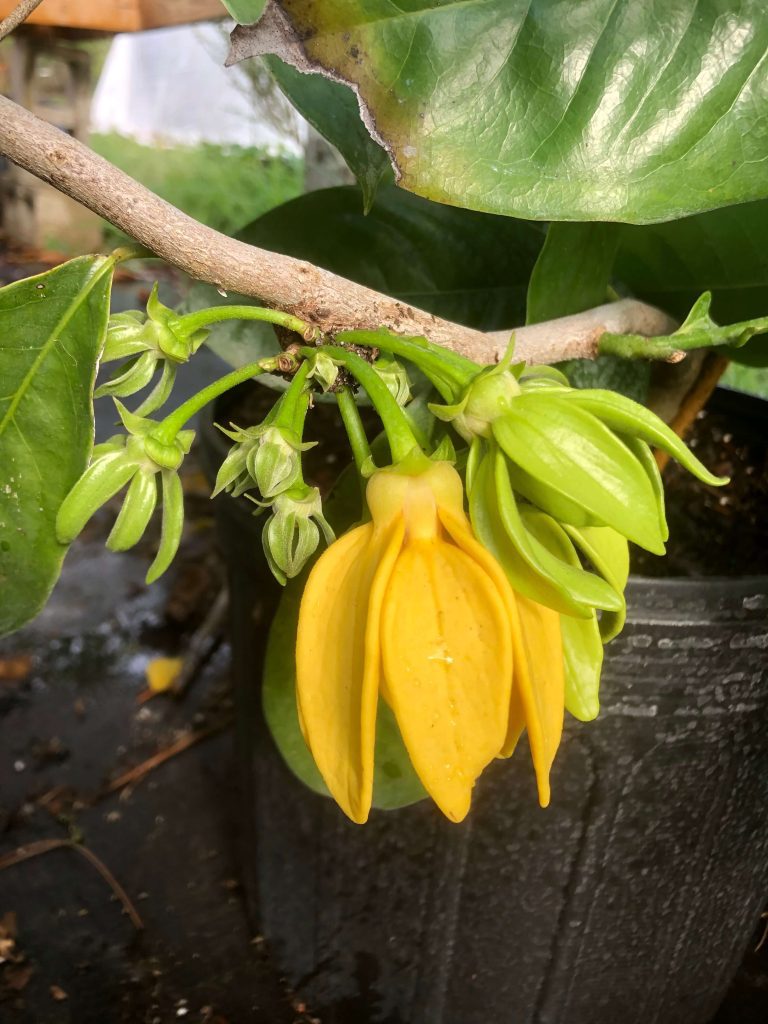 Artabotrys Siamensis   Fragrant Ylang Ylang Vine (check Back In Sept