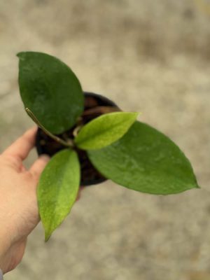 Hoya 'Andrea' GN-02-A (4" pot) (dollar add-on) (ONE add-on PER PERSON, extras WILL be removed from order) - Image 2