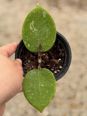 Hoya AH-053 (4" pot) (dollar add-on) (ONE add-on PER PERSON, extras WILL be removed from order) - Image 2