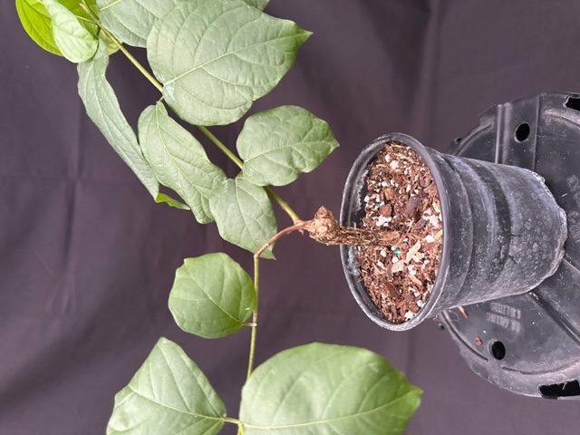 Rangoon Creeper Plant (quisqualis indica)