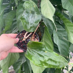 Hoya rigida (EPC 763) (5" pot)