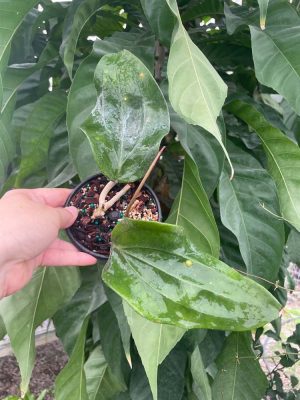 Hoya rigida (EPC 763) (5" pot)
