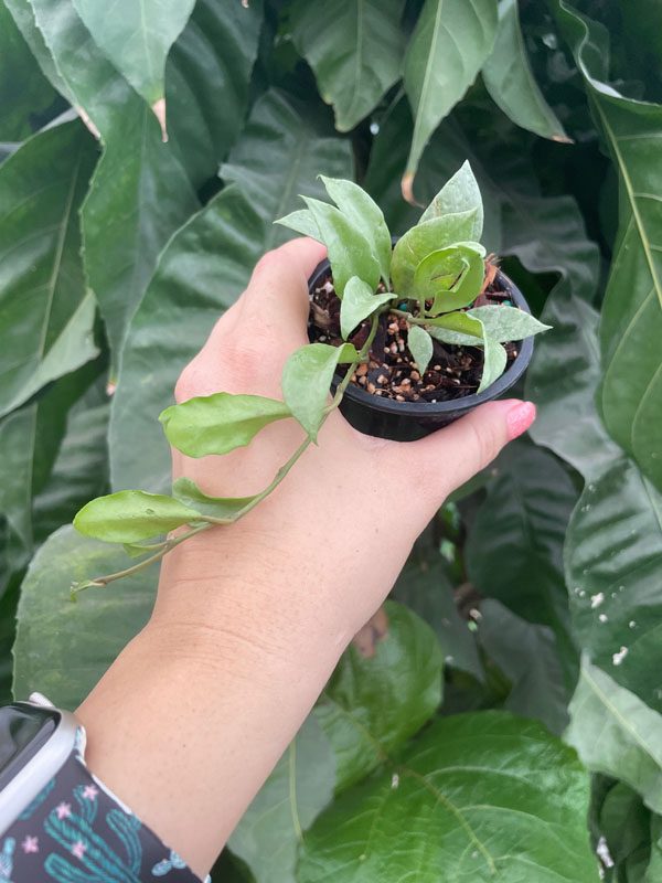 Hoya lacunosa 'Louisa's Silver' (3