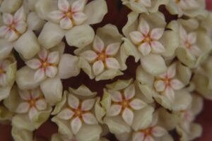 Hoya sp. 24 Nakorn Sri Thumarat (4" pot)