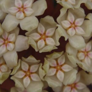 Hoya sp. 24 Nakorn Sri Thumarat (4" pot)