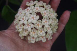 Hoya sp. 24 Nakorn Sri Thumarat (4" pot) - Image 7