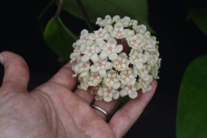 Hoya sp. 24 Nakorn Sri Thumarat (4" pot) - Image 8