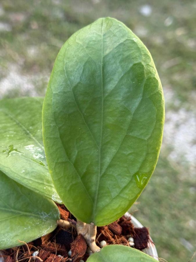 Hoya 'Golden Phoenix' GN-08 (H. ilagiorum x unknown) (3.5″ pot
