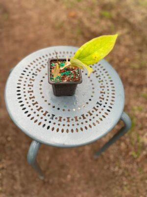 Hoya 'Tequila Sunrise' MB-1280-H (2.5" pot) - Image 4
