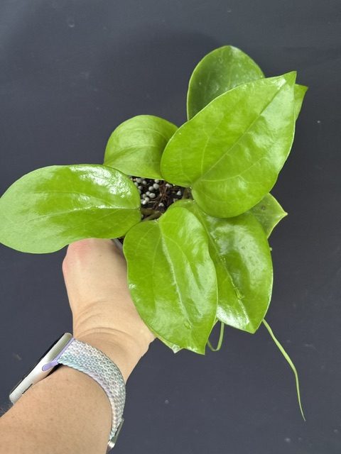 Hoya sp. 97005 (4" pot) - Image 2
