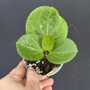 Hoya 'SS 007-021' (kerrii x erythrina) (3" pot)