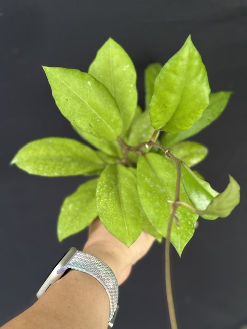 Hoya 'Breelynn' SMS x unknown (3.5" pot) (SEEDLING) - Image 2