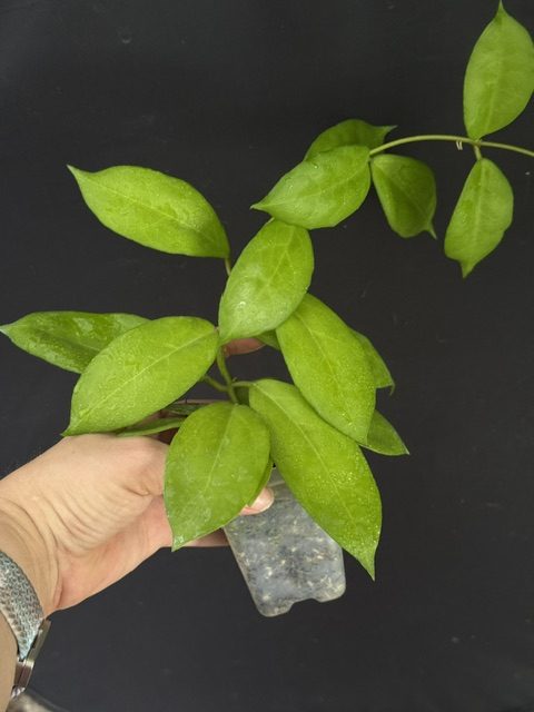 Hoya ilagiorum x unknown (3.5" pot) (SEEDLING) - Image 2