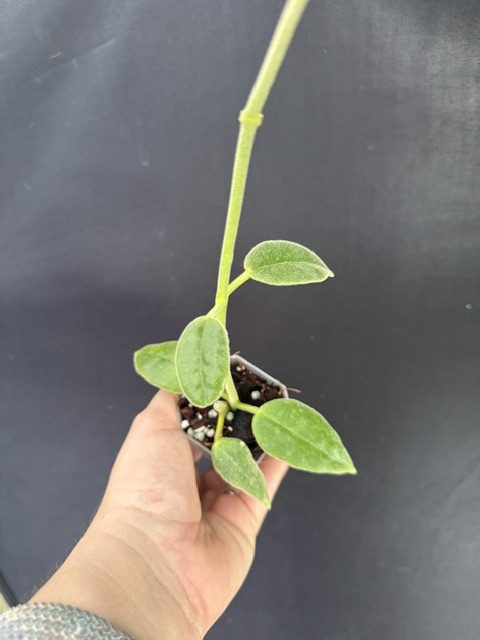 Hoya ciliata (2" pot) - Image 2
