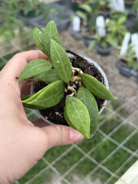 Hoya verticillata (former H. acuta) (small leaves) (3" pot) (rare) - Image 2