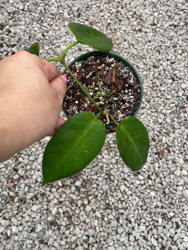 Hoya 'Kaimuki' (4" pot) - Image 3