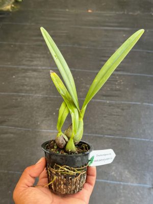 Encyclia cordigera var. alba - Image 2